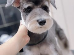 -小尾巴宠物店(万科·金域华庭店)