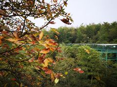 -陶祖圣境风景区