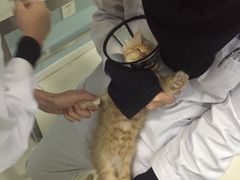 -中农大我爱我爱24h动物医院·中医针灸·猫专科·骨科医疗中心(双井店)