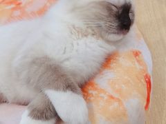 -绒爪撸猫下午茶·猫咖
