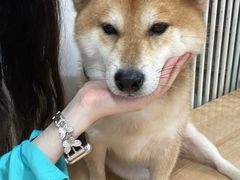 -是阿柴呀！柴犬咖啡·爱喵喵猫咖