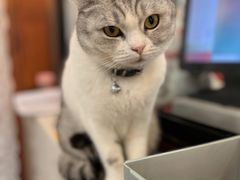 -共舞时光猫咖·狗咖(新街口店)
