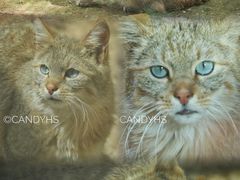 -青藏高原野生动物园