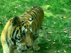 -北京野生动物园