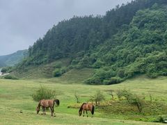 -武陵山森林公园