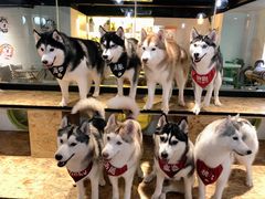 -Husky Go! 哈士奇体验馆·宠物咖啡厅狗咖