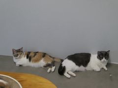 -Cappucimeow猫咪咖啡馆(韦伯时代店)