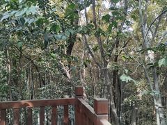 -上海佘山国家森林公园天马山园