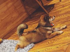 -柴务处·柴犬主题狗咖