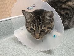 -瑞派·关忠动物医院·猫专科·犬专科(三环新城店)