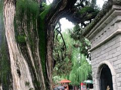-黄帝陵
