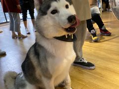 -Husky Go! 哈士奇体验馆·宠物咖啡厅狗咖