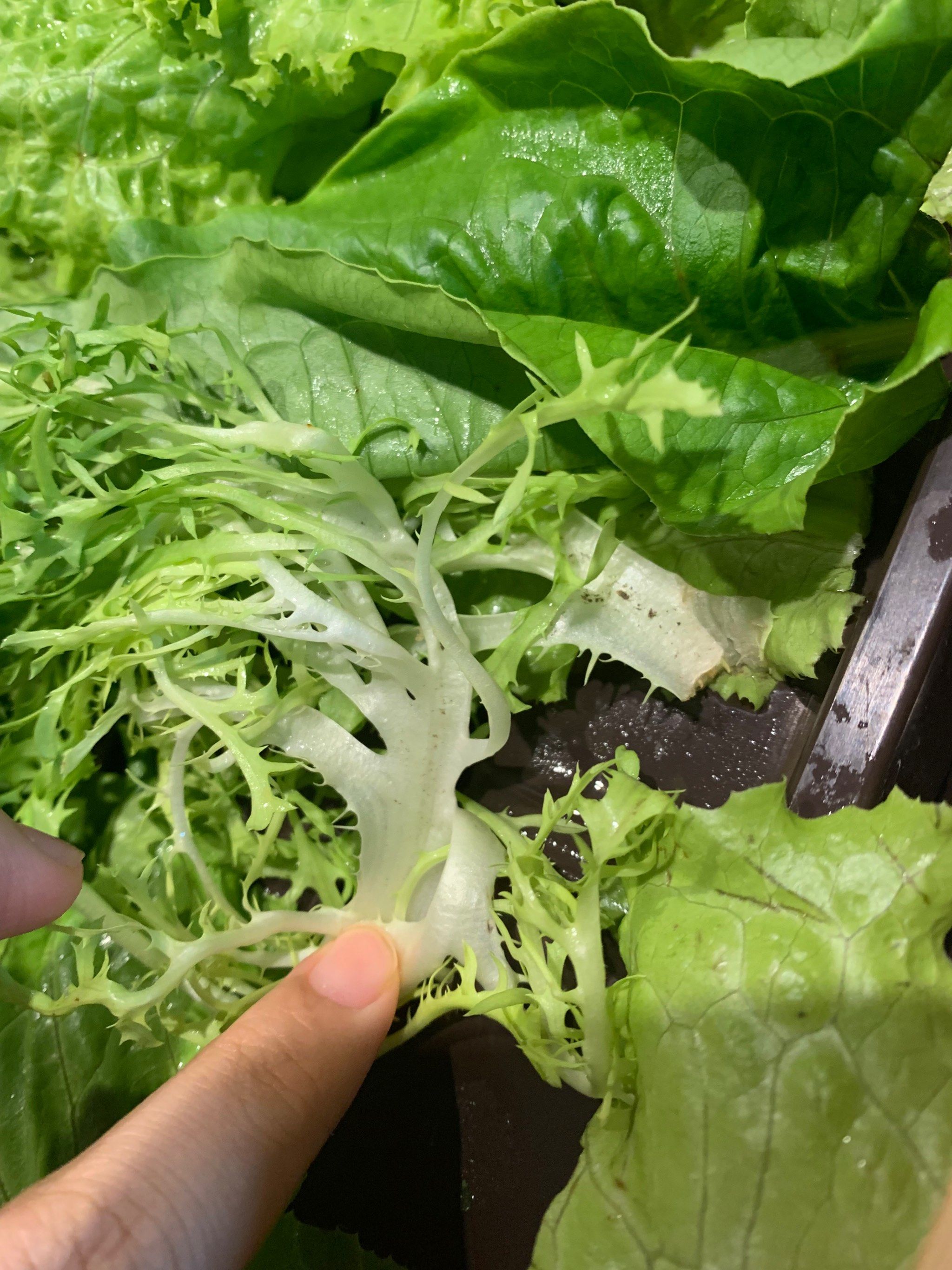 可能我是很贱的人吧 花钱只配吃烂菜叶子