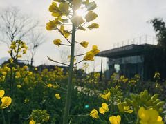 -田园东方蜜桃村的田野营地