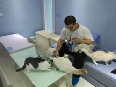 -喵的天空名猫咖啡馆·撸猫·猫舍·用品