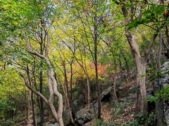 -紫金山山顶公园