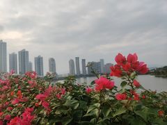 -厦门园林博览苑