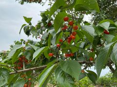 -樱桃山旅游景区