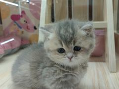 -momokira米努特·德文卷毛猫·棉花面纱犬