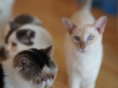-Cappucimeow猫咪咖啡馆(韦伯时代店)