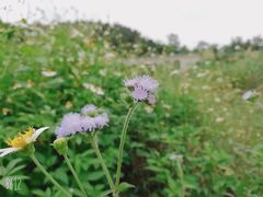 -南宁良凤江国家森林公园