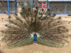 -森林公园(尖草坪区)