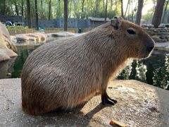 -北京野生动物园