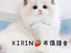 -70cat德文卷毛猫·缅因猫纯种猫舍