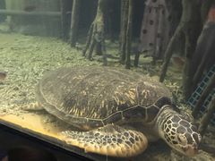 -苏州海洋馆