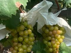 -马陆小张葡萄园农家乐