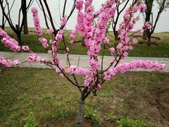 -武清南湖绿博园