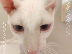 -猫域·湾主题猫咖·宠物吧(南坪城市广场店)
