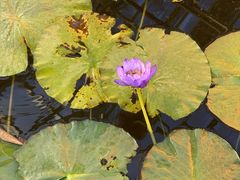 -国家植物园南园