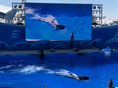 -上海海昌海洋公园