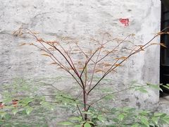 -仓桥直街