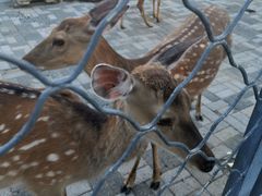 -长白岛森林公园