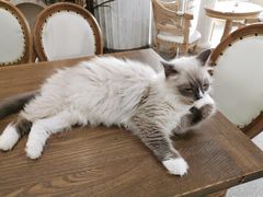 -共舞时光猫咖·狗咖(新街口店)