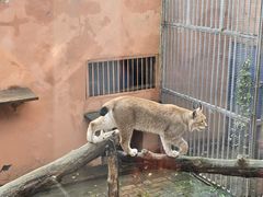 -青藏高原野生动物园