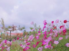 -御道口草原森林风景区