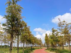 -春花秋色城市公园