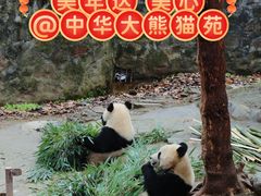 -都江堰中华大熊猫苑