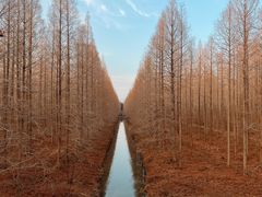 -黄海国家森林公园