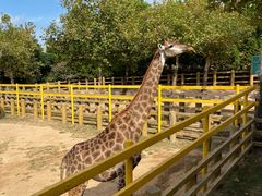 -西霞口神雕山野生动物世界