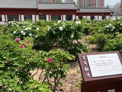 -曹州百花园