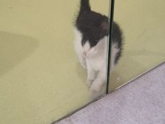 -艾贝尔宠物医院·24H转诊中心·肿瘤猫专科(江宁双龙店)