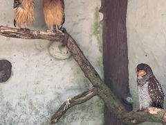 -吉隆坡雀鸟公园