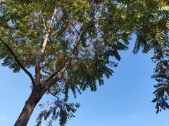 -眉山湿地公园(东坡区)