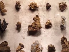 -美国自然历史博物馆