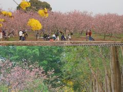 -天适樱花悠乐园