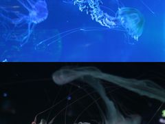 -上海海昌海洋公园